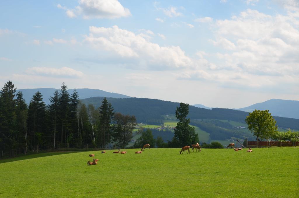 Wildwiesenhof Miesenbach  Luaran gambar
