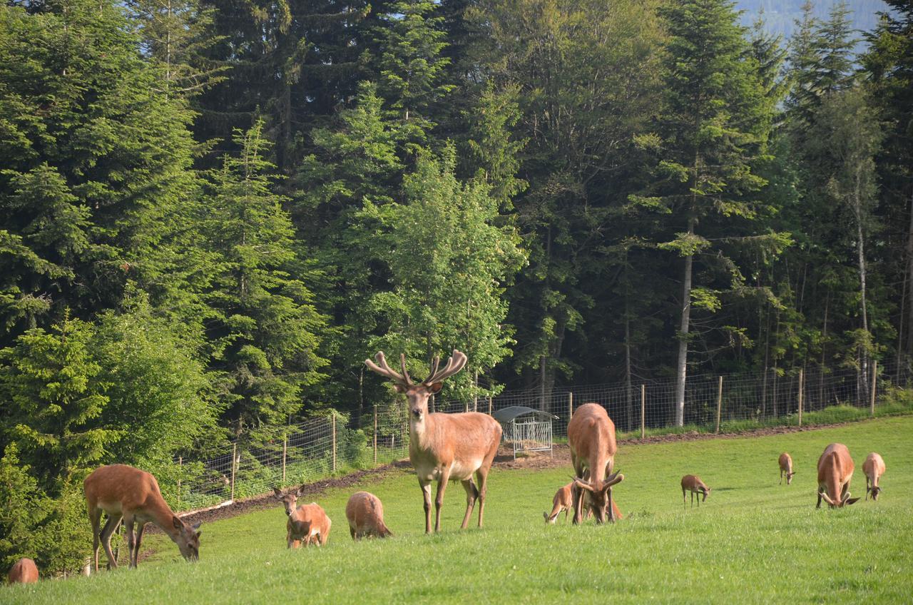 Wildwiesenhof Miesenbach  Luaran gambar